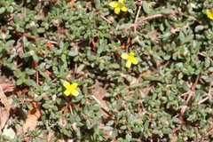 Portulaca quadrifida